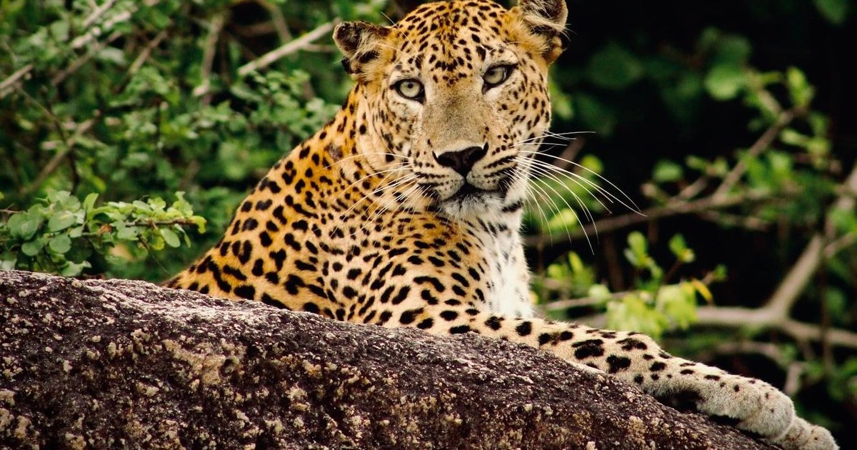 Kumana Sunset Wildlife Safari